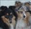 Blidoshelties