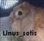 Linus_sotis